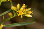 Flat-top goldentop